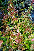 ABELIA KALEIDOSCOPE