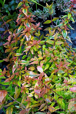 ABELIA_KALEIDOSCOPE