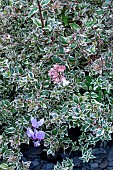 ABELIA GRANDIFLORA MAGIC DAYDREAM PBR