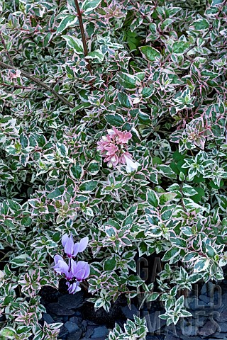 ABELIA_GRANDIFLORA_MAGIC_DAYDREAM_PBR