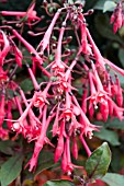 FUCHSIA GIANT ERUPTION