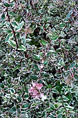 ABELIA GRANDIFLORA MAGIC DAYDREAM PBR