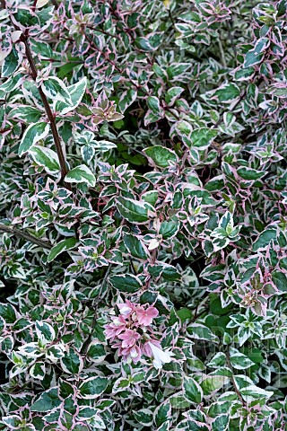 ABELIA_GRANDIFLORA_MAGIC_DAYDREAM_PBR