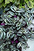 TRADESCANTIA ZEBRINA