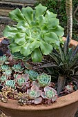 MIXED SUCCULENTS