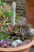 MIXED SUCCULENTS AND CACTI