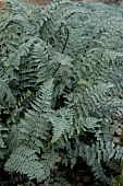 CHELIANTHES LANOSA