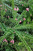 GREVILLEA LANIGERA PROSTRATA