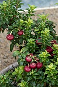 GAULTHERIA JOHN SAXTON