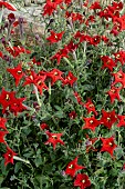 PETUNIA EXSERTA