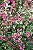 NICOTIANA WHISPERS MIXED