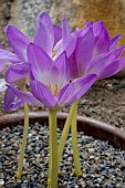 COLCHICUM BARNMUELLERI