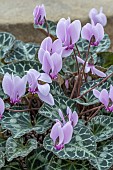 CYCLAMEN GRAECUM