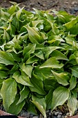 HOSTA CRACKER CRUMB