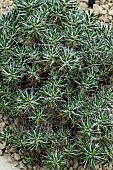 MAIHUENIA POEPPIGII