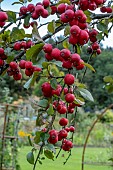 MALUS NEVILLE COPEMAN
