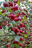 MALUS NEVILLE COPEMAN