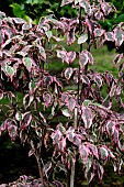 CORNUS PEVE SAMMY