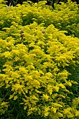 SOLIDAGO SWEETY