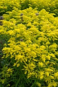 SOLIDAGO SWEETY