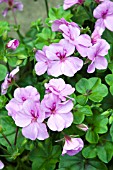 PELARGONIUM TRAILING AMETHYST