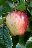 APPLE SATURN
