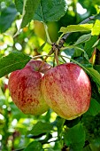 APPLE SATURN