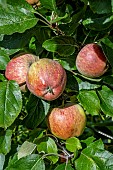 APPLE KIDDS ORANGE