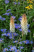 KNIPHOFIA COFFEE NOSED