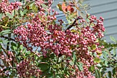 SORBUS HUPEHENSIS PINK PAGODA