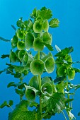 MOLUCCELLA LAEVIS