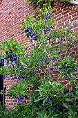 IOCHROMA AUSTRALE