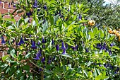 IOCHROMA AUSTRALE