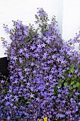 CAMPANULA POSCHARSKYANA