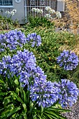 AGAPANTHUS FULL MOON