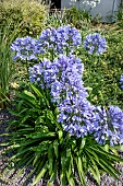 AGAPANTHUS FULL MOON
