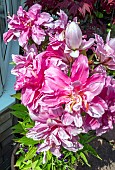 LILIUM AMISTAD DOUBLE PINK