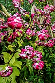 LILIUM BLACK DRAGON
