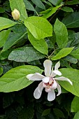 CALYCANTHUS VENUS