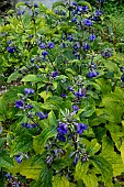CLEMATIS MY LOVE