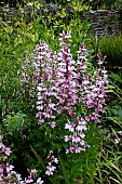 LOBELIA COMPTON PINK