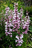 LOBELIA COMPTON PINK
