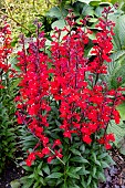 LOBELIA CARDINALIS
