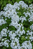 PHLOX PANICULATA Mt. FUJI