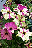 PETUNIA SOPHISTICA LIME BICOLOUR