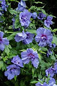 HIBISCUS SYRIACUS BLUEBIRD