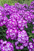 PHLOX PANICULATA LAURA