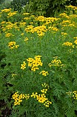 TANACETUM VULGARE