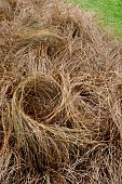 CAREX COMANS BRONZE