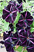 PETUNIA PINSTRIPE